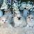 Ragdoll Kittens 1 thumbnail