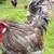 Hatching eggs, roosters, hens, bearded Silkies 7 thumbnail