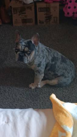Frenchie 1