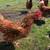 Started Pullets / Coop Ready Hens (Novogens & White Rocks) 6 thumbnail