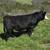 Simmental bulls 3 thumbnail