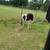 Miniature horses 8 thumbnail