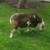 Katahdin Ram 2 thumbnail