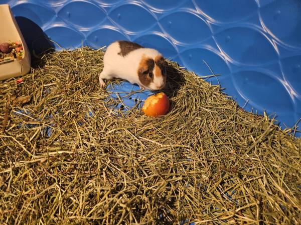 F guinea pig 1