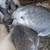 Bunnies 1 thumbnail
