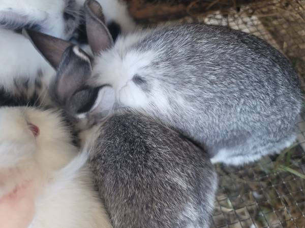 Bunnies 1