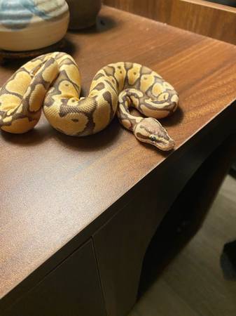 Ball Python with Tank 1