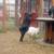 pygmy goats 11 thumbnail