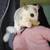 Sugargliders available 3 thumbnail