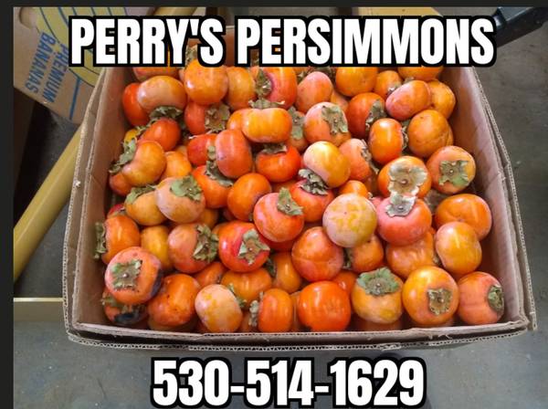 Fuyu Persimmons For Sale 1