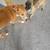 Two dogs 3 thumbnail