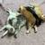 Cute kittens 7 thumbnail