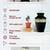 Cremation Urn for Ashes, Adult Decorative Large Grecian Black Gold NEW 2 thumbnail