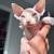 Sphynx 5 thumbnail