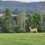 42.43 Acres 22 thumbnail