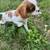 Flower sniff tester 1 thumbnail