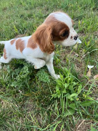 Flower sniff tester 1