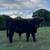 Registered Scottish Black Highland bull calf 1 thumbnail