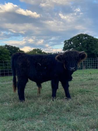 Registered Scottish Black Highland bull calf 1