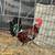 Gamefowl/Gallos 12 thumbnail