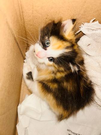 Cali kitten 1