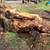 English walnut tree 17 thumbnail