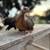 Aztec Chickens 16 thumbnail