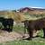 Angus steer calves 1 thumbnail