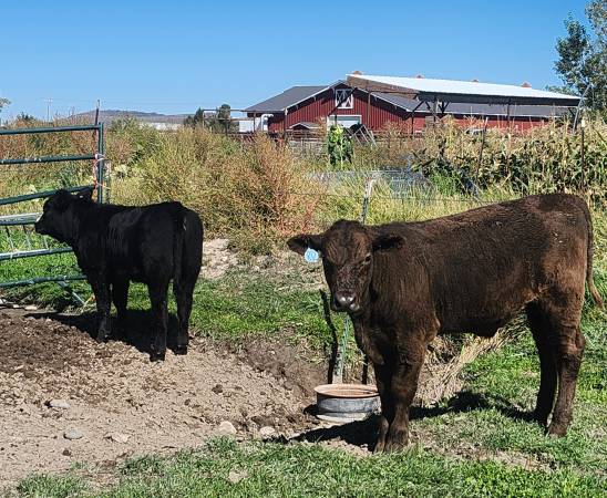 Angus steer calves 1