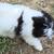Pomapoo 2 thumbnail