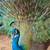 Peacocks, Chickens, Quail, Pheasants 3 thumbnail
