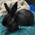 Bunnies 2 thumbnail