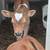 Jersey Bull Calf 3 thumbnail