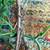 Chameleon Geckos 2 thumbnail