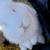 Rabbits 8 thumbnail