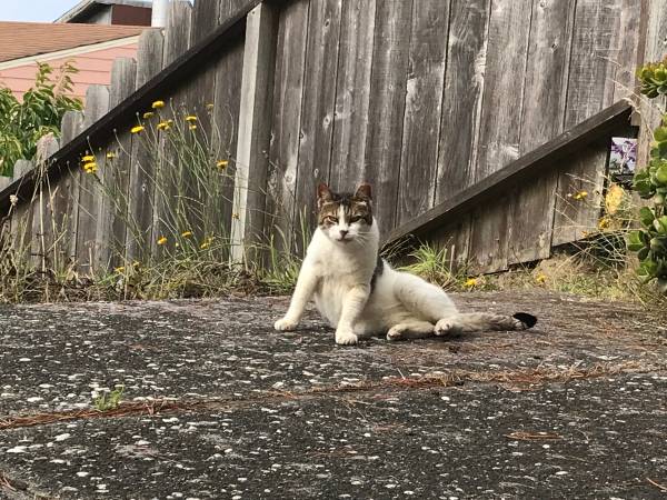 Gato perdido (Daly City)590708519899637761