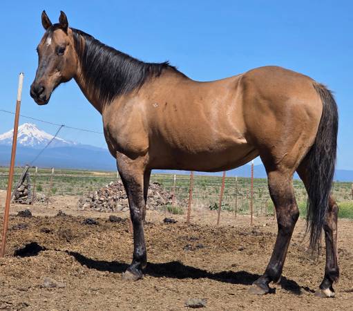 8yr Mare 1