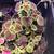 Coleus easy maintenance houseplant 2 thumbnail