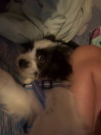 Rehoming puppy63840149772163123