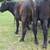 Cattle 3 thumbnail