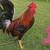 Gamefowl 7 thumbnail
