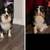 Mini Aussie 1 thumbnail