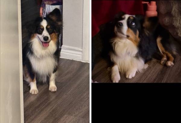 Mini Aussie 1