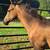 Running bred registerable appy colt 22 thumbnail
