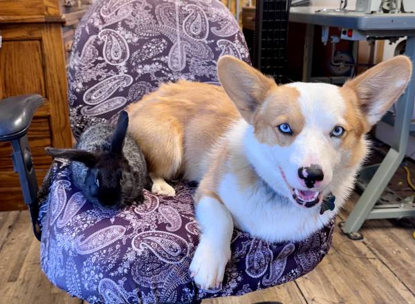 Lost corgi (Edgewood)606032744719984641