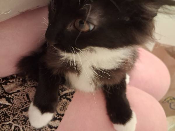 Kitten tuxedo muy mullido (Hercules, Pinole, San Pablo, El Sob)
