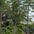 Jacaranda 3 thumbnail