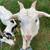 Steer goat 7 thumbnail