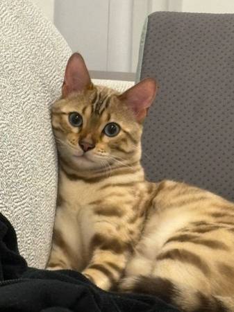 Rehomong a pure bread bengal kitten (Concord)64664712392578121