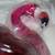 NEW BATH & BODY WORKS Light Up Water Globe Pink Flamingo 3 Wick Candle 9 thumbnail